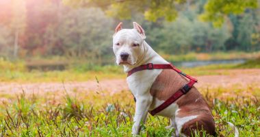 Stire din Eveniment : Amendă colosală pentru o femeie care a fost prinsă cu câinii Amstaff fără lesă și botniță. Iată cât va plăti