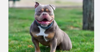 Bărbat anchetat după ce a tăiat urechile a zeci de câini din rasa American Bully