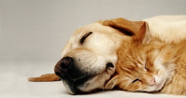 Stire din Politică-Administrație : Noua Constituție interzice relele tratamente aplicate animalelor