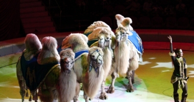 Dresura de animale ar putea fi exclusă din activitatea Circului Globus