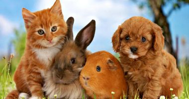 Stire din Actualitate : Câte animale de companie pot transmite COVID-19 oamenilor. Ce spun cele mai recente studii