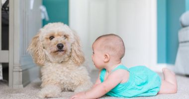 Stire din Sănătate : Nu lăsaţi animalele de companie să vă lingă copilul!