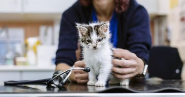 Stire din Social : Săracele animale! Au picat pe mâna unui fals medic veterinar