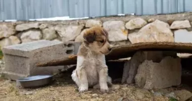 Stire din Eveniment : Bărbat de 33 de ani din Constanța, reținut pentru cruzime față de animale
