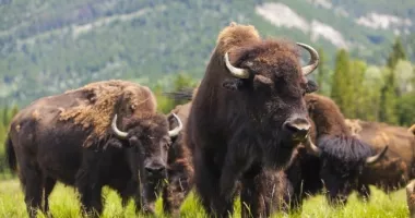Stire din Eveniment : Lagăr al morții la ferma de bizoni. Peste 200 de animale găsite moarte