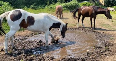 Stire din Social : Recomandări pentru protejarea sănătăţii animalelor pe timp de vreme nefavorabilă