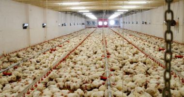 Stire din Economie : La finele anului trecut, efectivele de animale şi păsări înregistrate erau în scădere
