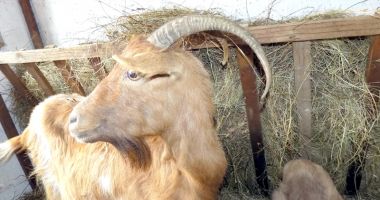 Stire din Social : Și animalele trebuie protejate de frig! Iată ce trebuie să faceți