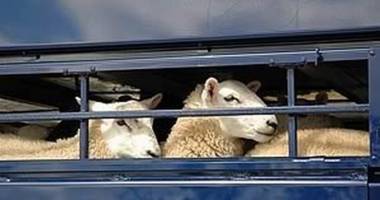 Stire din Eveniment : Hoții de animale își fac "de lucru" la Nuntași și Săcele