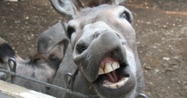 Animalele pădurii se apucă de construcţii