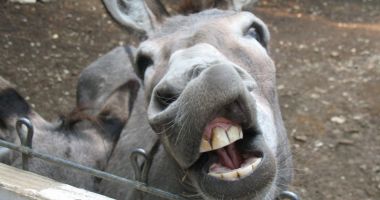 Animalele pădurii se apucă de construcţii