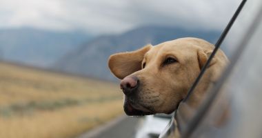 Stire din Sănătate : Animalele vă pot îmbolnăvi de leptospiroză