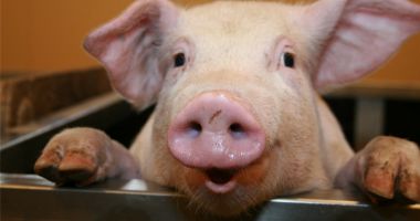 Stire din Social : ANSVSA: Tăierea porcului doar sub control sanitar-veterinar şi amenzi de până la 40.000 de lei pentru vânzarea cărnii neverificate
