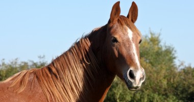 ANSVSA se pune pe treabă. Iată cum vrea să se asigure că mâncăm carne de vită și nu de cal