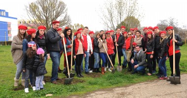 Tinerii din PSD Constanța au plantat 250 de salcâmi - 2