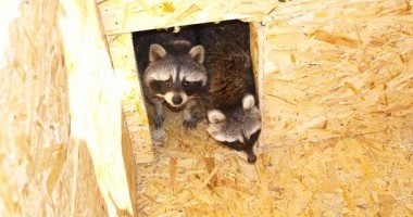 Un raton și prietenele sale fac senzație în Microrezervația de la Constanța (GALERIE FOTO) - 5
