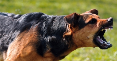 Stire din Eveniment : A omorât un câine cu târnăcopul,  apoi s-a lăudat cu fapta sa pe internet