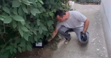 Stire din Social : Apel către constănțeni. Nu ridicați momelile amplasate împotriva rozătoarelor!