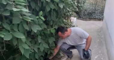 Apel către constănțeni. Nu ridicați momelile amplasate împotriva rozătoarelor! - 2