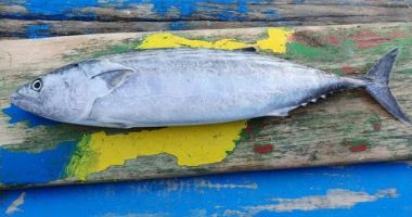 Apel la pescari să anunţe când prind specii de peşti neobişnuiţi în Marea Neagră - 2