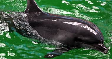 Stire din Social : Apel pentru salvarea delfinilor din Marea Neagră