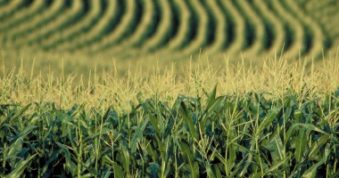 Stire din Economie : APIA Constanța, despre ajutorul pentru agricultura ecologică