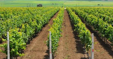 Producătorii din sectorul viniviticol pot primi bani dacă recoltează strugurii înainte de coacere