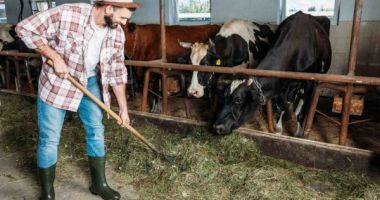 Stire din Economie : APIA primește cereri de solicitare a ajutorului de stat pentru crescătorii de bovine