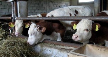 Stire din Economie : Convenție pentru finanțarea sectorului zootehnic