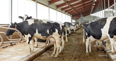 Stire din Economie : APIA continuă plăţile pentru sprijinul cuplat în zootehnie
