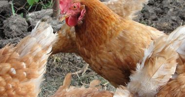 Stire din Economie : APIA eliberează adeverințe pentru beneficiarii Măsurii 14 „Bunăstarea animalelor”