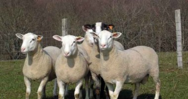 Stire din Economie : Numărul de ovine și caprine sacrificate a crescut cu peste 40%!