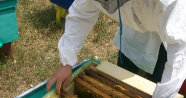 Stire din Economie : Apicultorii constănțeni participă la cel mai mare târg al mierii din țară