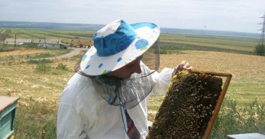 Stire din Economie : SCANDAL / FERIȚI-VĂ de FALSIFICATORII de MIERE. METODE de a-i DIBUI!
