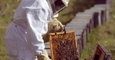 28 de tineri constănțeni își primesc diplomele de apicultor