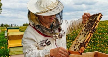 Stire din Economie : Apicultorii vor încasa bani pentru pierderile din primăvară