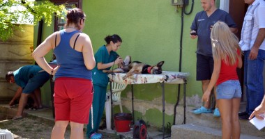 Stire din Politică-Administrație : Aproape 150 de câini, sterilizați gratuit la Mangalia