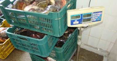 Stire din Eveniment : Aproape 60 kilograme de pește, confiscate de polițiștii de frontieră