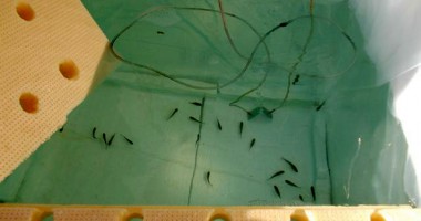 Cum cresc plantele accelerat, fără să stea în pământ - 3