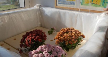 Stire din Social : Cum cresc plantele accelerat, fără să stea în pământ