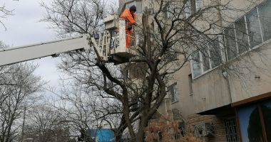 Stire din Eveniment : Arborii din Constanța, pregătiți de primăvară