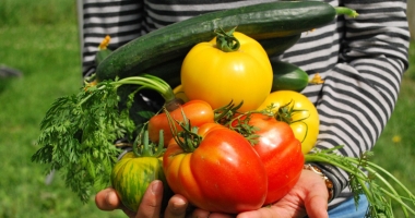 Stire din Diverse : Argumente imbatabile care te vor convinge să cultivi propriile vegetale