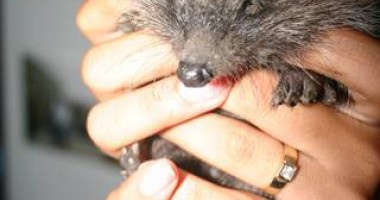 Echipajul pentru salvarea animalelor sălbatice nu mai intervine - 2