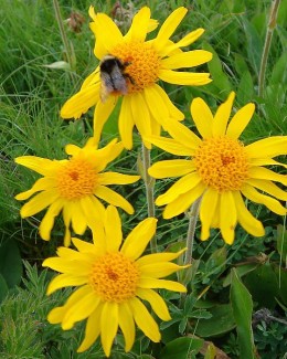 Stire din Diverse : Arnica,  pomada minune împotriva rănilor