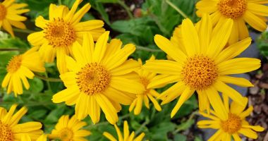 Stire din Sănătate : Consumată în forma sa pură, arnica este toxică şi vă afectează sănătatea
