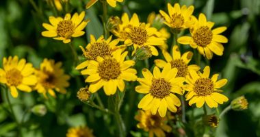 Stire din Sănătate : Arnica poate contribui la accelerarea procesului de vindecare a vânătăilor
