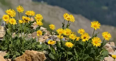 Stire din Sănătate : Arnica, remediul natural care vă ajută să calmați durerea și inflamația