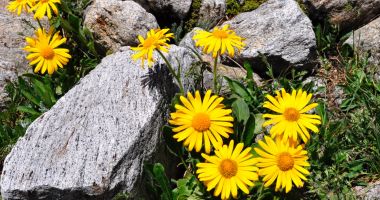 Stire din Sănătate : Arnica poate fi utilizată sub formă de pansament cicatrizant pentru răni