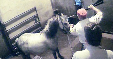 Stire din Social : Foto șocant! Iată cum sunt uciși caii în abatoarele din Marea Britanie