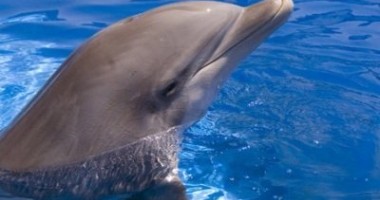 Mare Nostrum continuă campania "Adoptă un delfin" - 2